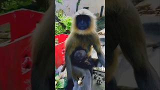 Kala Bandar  Black Monkey Fun  Gibbon monkey shorts youtubeshorts [upl. by Rena522]