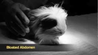 Urinary Tract Infection in Guinea Pig [upl. by Nirik]