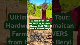 🙏💪EXCLUSIVE FARM TOUR HARDWORKING Jamaican Farmer STARTS OVER After Hurricane Beryl BATTERING [upl. by Annoj397]