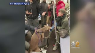 Dog Attacks Woman On Subway [upl. by Mauve]