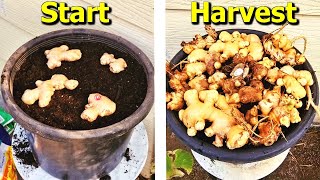 How to Grow Ginger From STORE Bought Ginger in Containers [upl. by Thor]