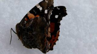 Mystery of Headless Butterflies Stuck in Snow 雪に埋もれた首無しアカタテハの謎 [upl. by Adnauqaj]