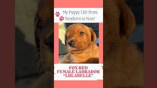 Lulabelles Puppy Life from Birth to Today puppy labpuppies [upl. by Pollerd]