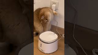 cat mycatchannel shortvideo funny catchannel yourcat pets petschannel yourpet funnycats [upl. by Shaum]