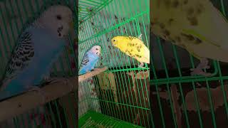 Bajari totashama song shama 🥰🥰🐦👌🏻💕 [upl. by Culosio]