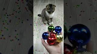 Cat barsik reverse video cat catvideos billi [upl. by Trofmoc]