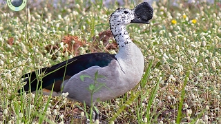 PATO CRESTUDO Sarkidiornis melanotos [upl. by Nnylear]