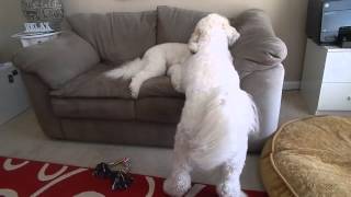 ENERGY LEVEL OF THE GOLDENDOODLE [upl. by Suter]