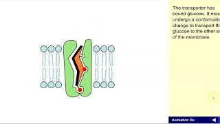 Glucose transport [upl. by Leifer]