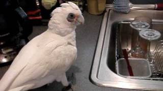 Moki the bare eyed cockatoo plays the drums and breaks the coffee maker [upl. by Sixela172]