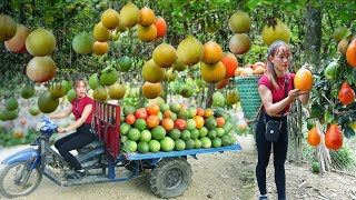 Use 3wheeled Vehicle Harvesting Many GAC Fruit Go to market sell  Giang Thi Ca [upl. by Mady]