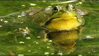 Grenouille verte du nord cri 🐸 Northern Green Frog call 🐸 [upl. by Aicirtan]