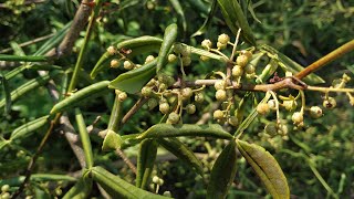 Winged Pepper Zanthoxylum alatum  Z armatum [upl. by Bathsheba]