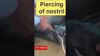 Piercing of nostril l Dr umar khan [upl. by Modie]