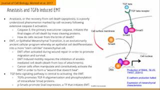 TGFb Signaling Mediates Anastasis and Recovery from Cell Death [upl. by Salamone148]