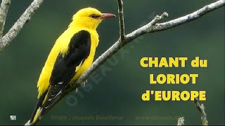 LORIOT dEUROPE chant et cris [upl. by Ahselrac]