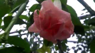 brugmansia pink perfection [upl. by Yerocal]