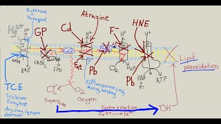 Does TCE TriChloroEthylene cause Parkinsons disease [upl. by Ojahtnamas]