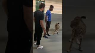 Umar Nurmagomedov feeding Cheetah in Dubai shorts [upl. by Ahsitam55]