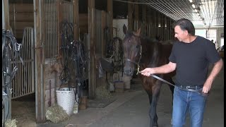 Cambridge Standardbred horse sets a new world record for fastest mile ever [upl. by Ynnohj]