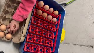 Unboxing of our Borotto Real 24 Incubator and first hatch of chicks EP 63 [upl. by Dnaltiak173]