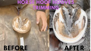 Horse Hoof Hooves Trimming [upl. by Lederer]