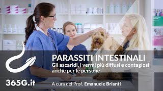 Parassiti Intestinali 4  Gli ascaridi i vermi più diffusi e contagiosi anche per le persone [upl. by Am]