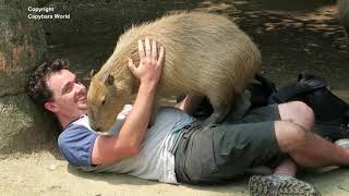 Enjoying The Magic of Capybaras at Nagasaki Bio Park [upl. by Kauffman]