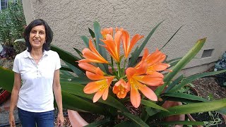 Taking care of the Clivia plants with actual results [upl. by Ettesoj]