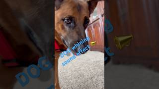 dog dogtraining germanshepperd doglover sound germanshepperd subscribe cute puppy [upl. by Uoliram86]