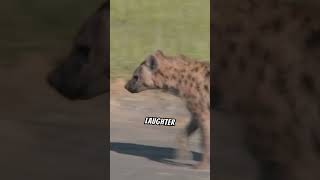 Why do hyenas laugh [upl. by Heiskell]