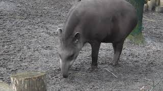 JADERPARK Rastede  Tier und Freizeitpark an der Nordseeküste [upl. by Araiek501]