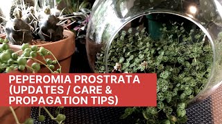 Peperomia Prostrata Updates  Care amp Propagation Tips [upl. by Esmaria]