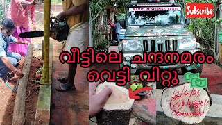 sandalwood cutting video Malayalam വീട്ടിലെ ചന്ദനമരം വെട്ടി വിറ്റുനടപടിക്രമങ്ങൾ അറിയാമോ [upl. by Leddy]