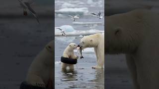 A female sailor rescues an injured polar bear cub a story about loving animals [upl. by Yager]