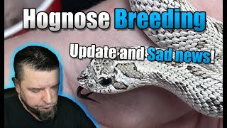 Hognose Breeding Update amp SAD NEWS [upl. by Sprague764]