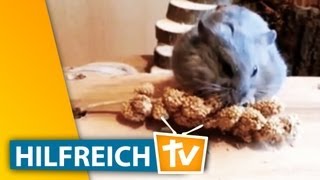 Hamster Spielzeug basteln  Beschäftigung für Nagetiere  Mein Freund der Hamster [upl. by Bruyn662]