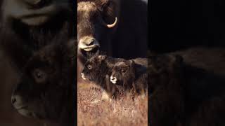 Musk Ox Babies Are the Cutest 🥰🐾 [upl. by Letty705]