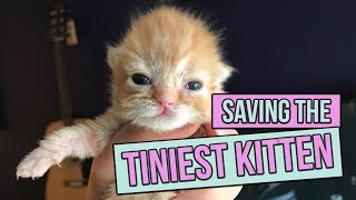 Saving the Tiniest Newborn Kitten [upl. by Attennod219]