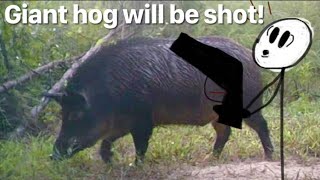 I’ve never seen a wild hog this big before… [upl. by Ennaeiluj588]