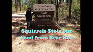 SQUIRRELS gone NUTS 🐿️TONTO Creek and CHRISTOPHER Creek Campground  Mogollon Rim [upl. by Willet]