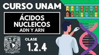 🌱 ÁCIDOS NUCLEICOS  Examen UNAM  ADN Y ARN nucleótidos bases nitrogenadas  Biología UNAM [upl. by Nerol]