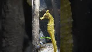 seahorse shorts amazing animals behaviors facts seahorse [upl. by Eicarg]