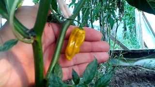 Ghost chili pepper  Naga Bhut Jolokia  Part 3 [upl. by Erwin546]