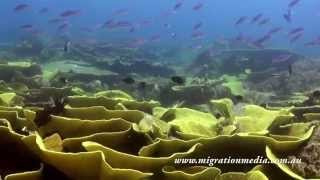 Eastern Fields Papua New Guinea  Diving Onboard MV Golden Dawn [upl. by Pardoes]