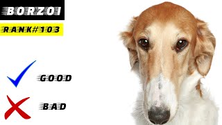 Borzoi Pros And Cons [upl. by Sirref]