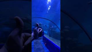 Dubai Aquarium jaisa Experience ab apne India mein 😀🐠🐬 aquarium dubai chennai [upl. by Yot322]