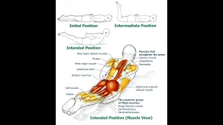 Unlocking the Power of Your Erector Spinae Strengthening and Function Explained [upl. by Drews]