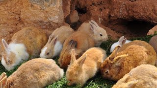 Les idées clés les plus importantes a connaître pour pouvoir lancer votre élevage de lapin [upl. by Tabatha]