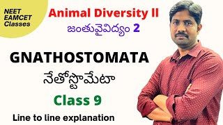 Gnathostomata  నేతోస్టొమేటా  Animal Diversity 2 lesson line to line explanation [upl. by Olegnaid172]